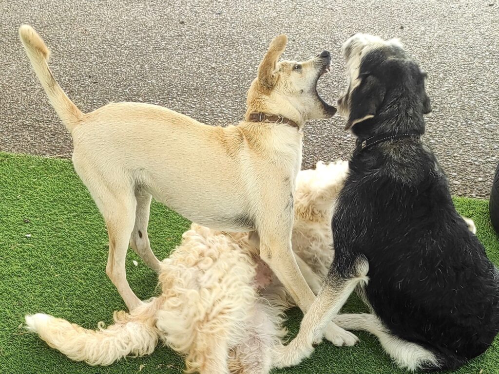 Pasqualina, Nico e Nelson